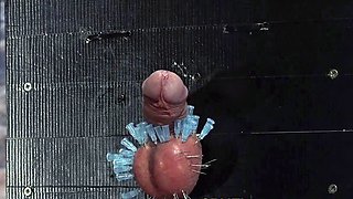 CRUELAMAZONS - Full Hd The Cbt Punishment