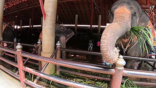 Elephants feeding with Thai girlfriend