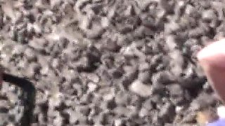 Balkan Brat Dom Bitches Whip Slave Joschi Public