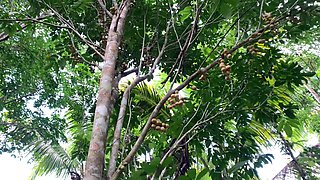 Picking Wild Fruits and Eat