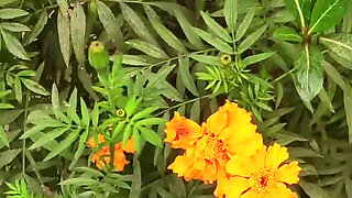 Bengali Village Sexy Girl Sex Story