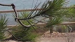 Dick Flash - I Pull Out My Cock in Front of a French Girl... Beach Path and She Helps Me Cum in Mounth Caught!!!