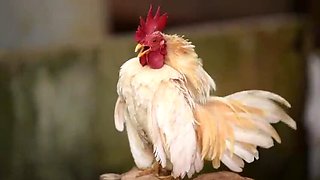 Amateur Teen Veronica Gets Fucked Hard by Speed Racer Conor's Big Cock