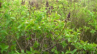 Pumping Semen Right Into Her Face!