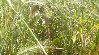 Desi daughter-in-law is walking in the wheat field in front of her father-in-law with her big ass and fingering her pussy.