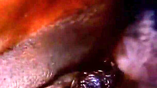 The African Stallion