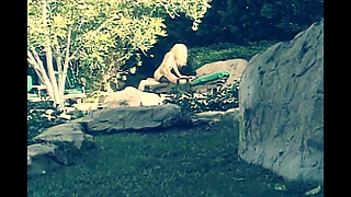 Vintage Sex Ends with Anal