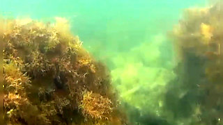 Swimming and Flashing in the Sea