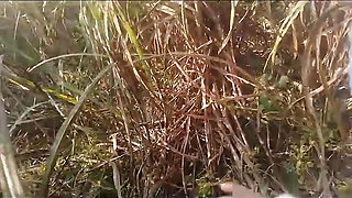 Neighbor sister-in-law doggy style fucked in sugarcane