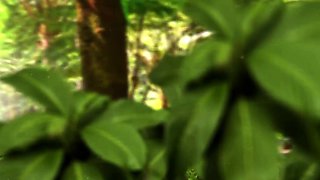 Secret Garden - 3D Futanari Animation
