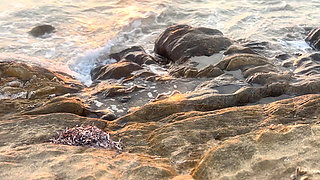 Snorkeling Vlog Real Couple Outdoor