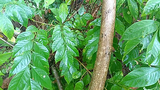 Nepali Jungle Vloge Sali Vena Sex Video