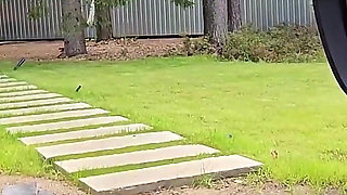 I Was Jerking off in the Car to My Busty BBW Neighbor. She Noticed Me and Offered to Help