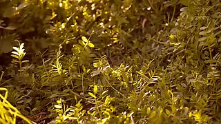 02614,Intense Japanese play