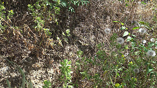 Perverted Stepson Begged Me to Cum on My Hairy Pussy After a Day on the Beach