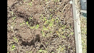 Barefoot Grounding in Soil