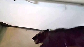 Ebony Sucks A Stranger In The Elevator Then Swallows His Cum On The Stairs