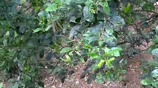 Gardener Fucks Me While My Husband Is Not at Home and He Comes Inside Me