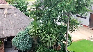 Caught My Neighbours Fucking When Flying with My Drone