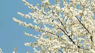 Saree Dropping Solo Sfw