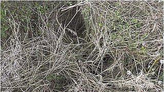 French Nudist Woman Peeing And Masturbating On A Public Beach