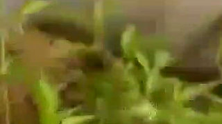 Htms-018: a Flame Unquenched - Part 2-3 - English Subtitles by Erojapanese