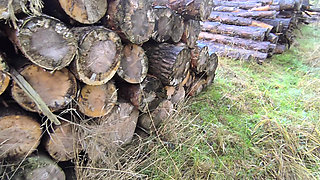 Beat the Sheath and Press the Brush in on the Pile of Wood